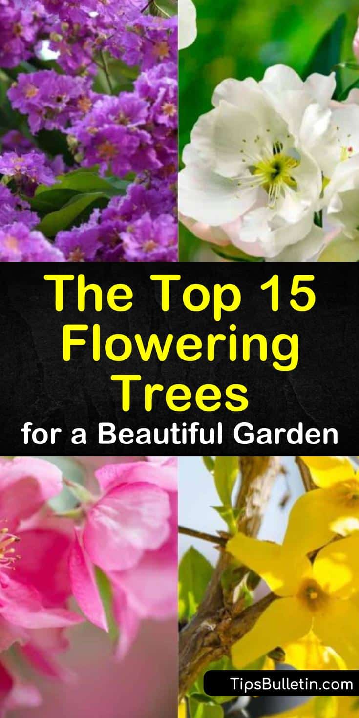 Learn how to grow flowering trees for front yard or for decks and patios. Know which variety of trees are fast growing and which types can fit in small spaces. Here are 15 trees that can survive in the midwest, southern, northeast, or any region you belong to