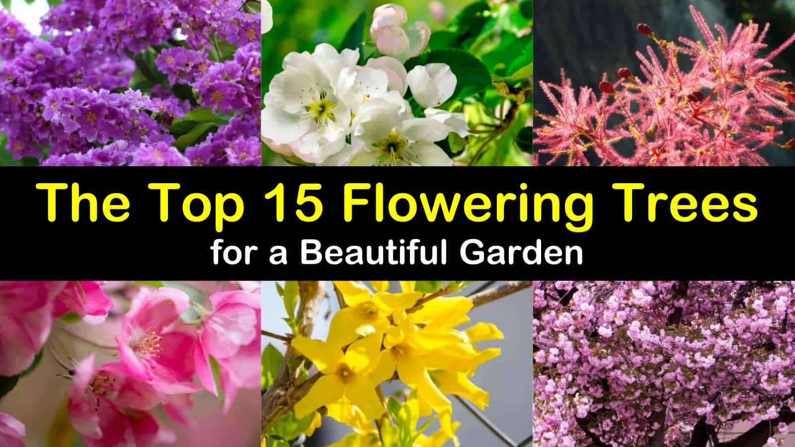 The Top 15 Flowering Trees for a Beautiful Garden The Top 15 Flowering Trees for a Beautiful Garden