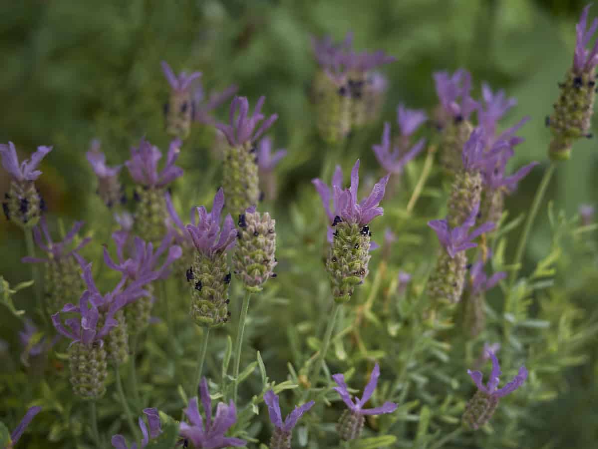 French lavender is a popular drought-resistant bush