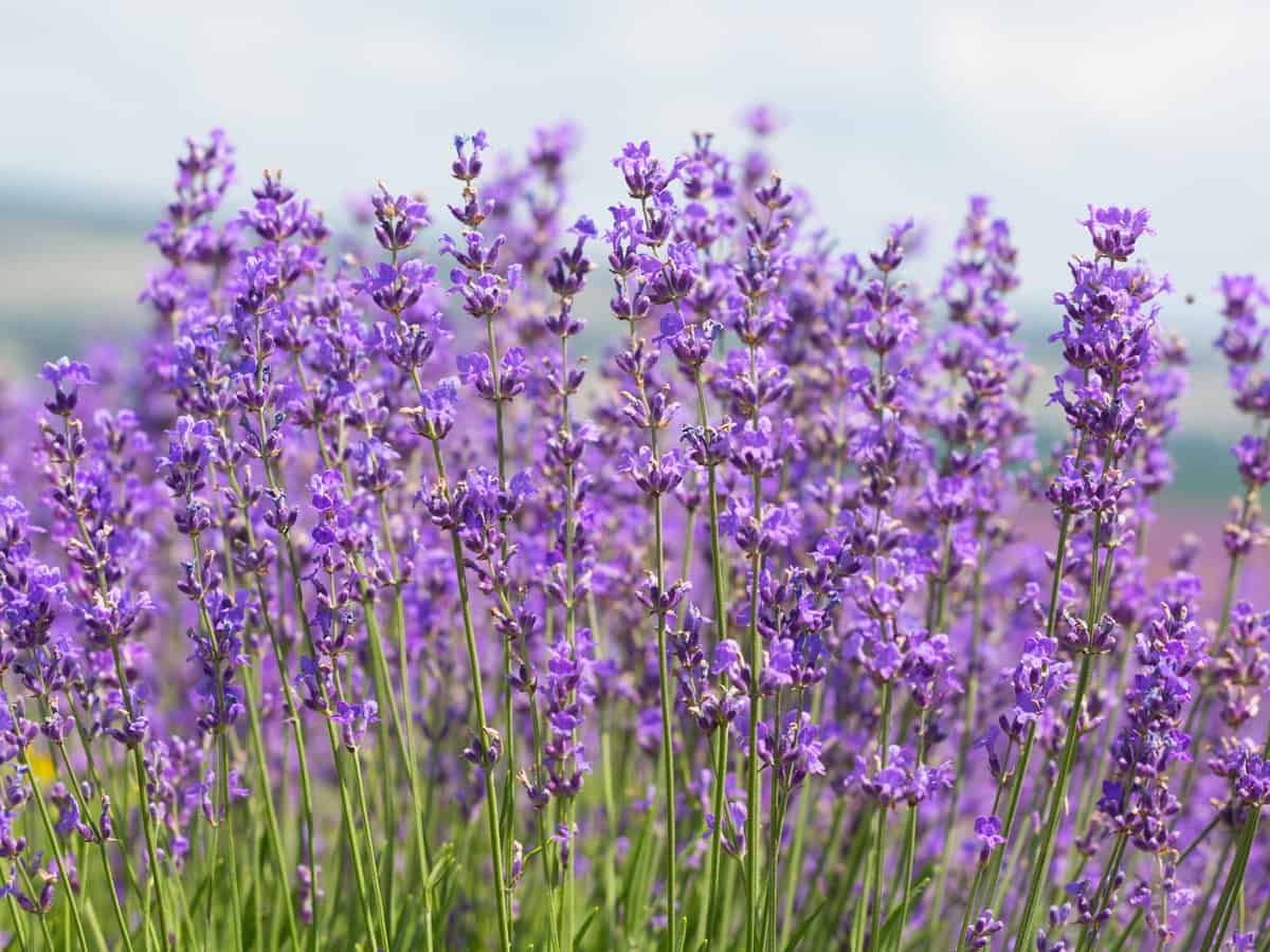 French lavender looks and smells lovely