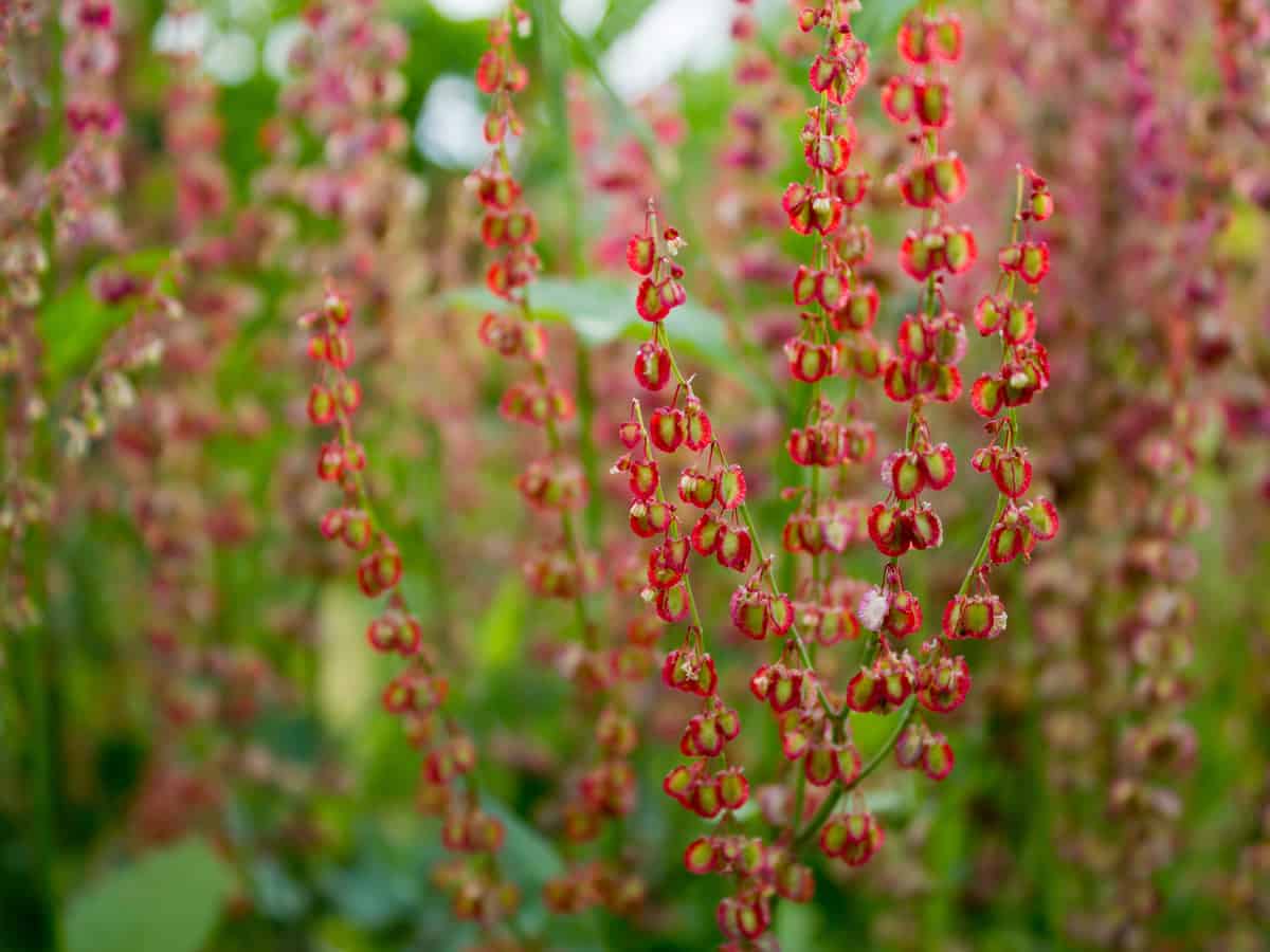 French sorrel is a perennial herb that will help you pinch pennies