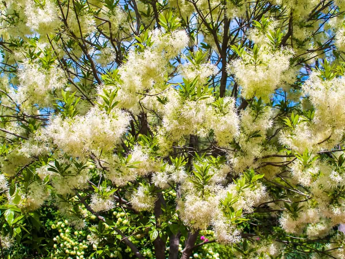 fringe tree is a flowering tree with white flowers