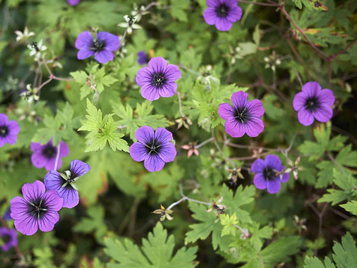 bigroot geranium is a perennial that has attractive flowers