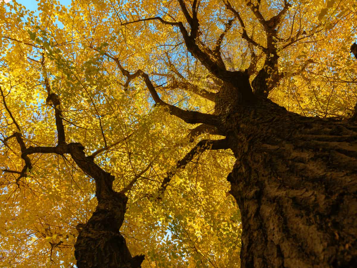 a fast grower, the ginkgo adds a splash of color to the shade