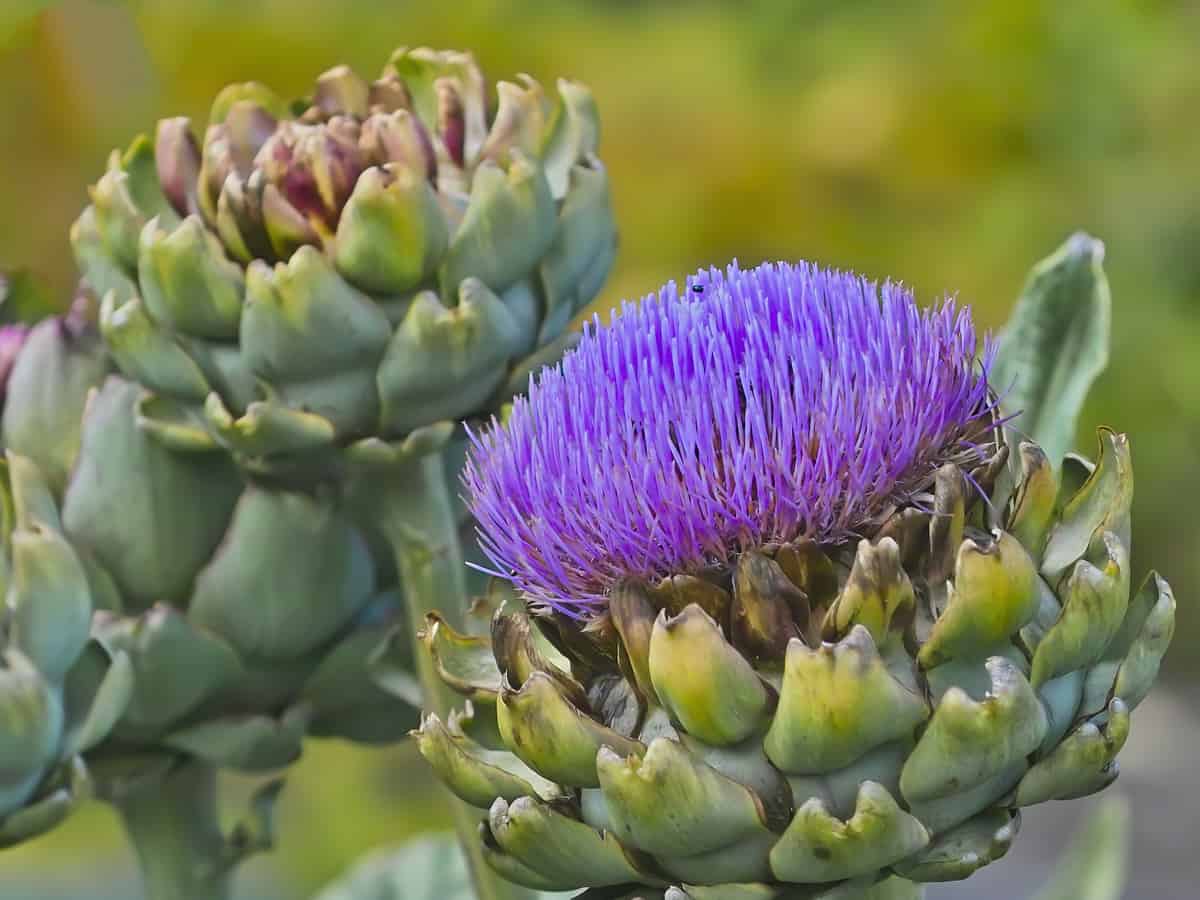 the globe artichoke is a fleshy veggie with a delicious taste