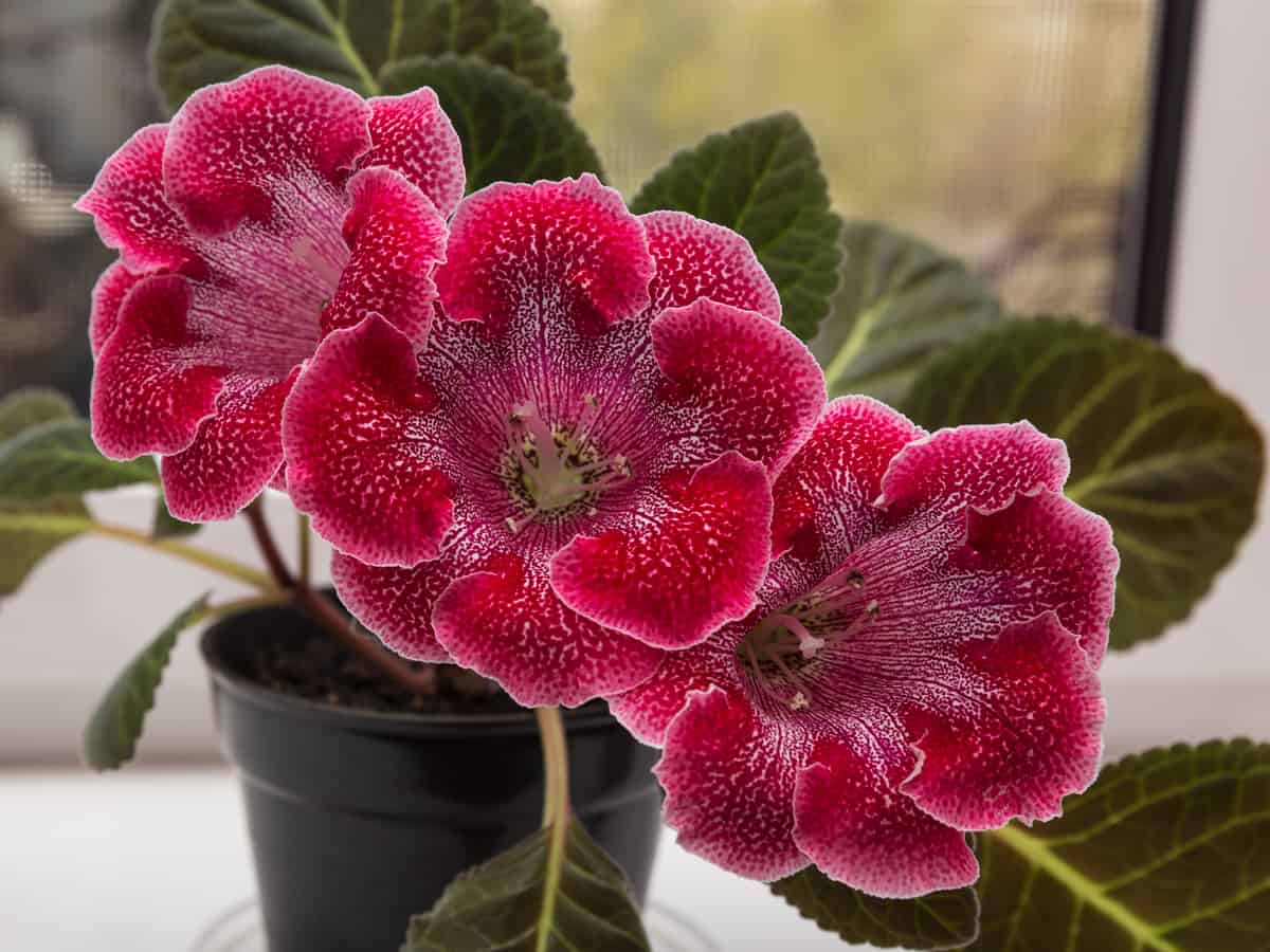 gloxinia likes low light growing conditions