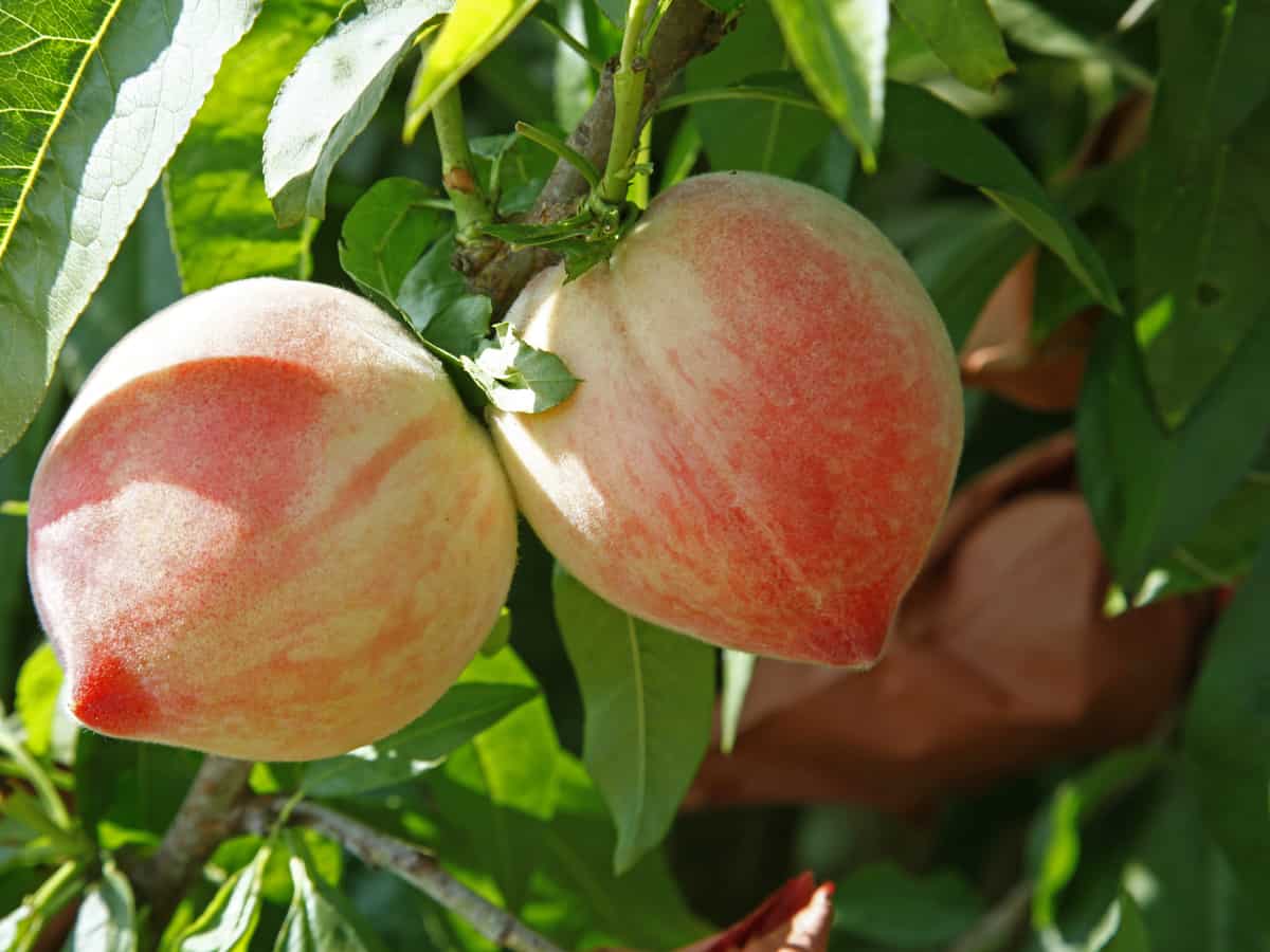 golden glory peaches are patio-perfect