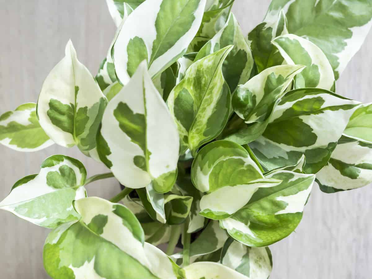 golden pothos is an easy maintenance air purifying plant