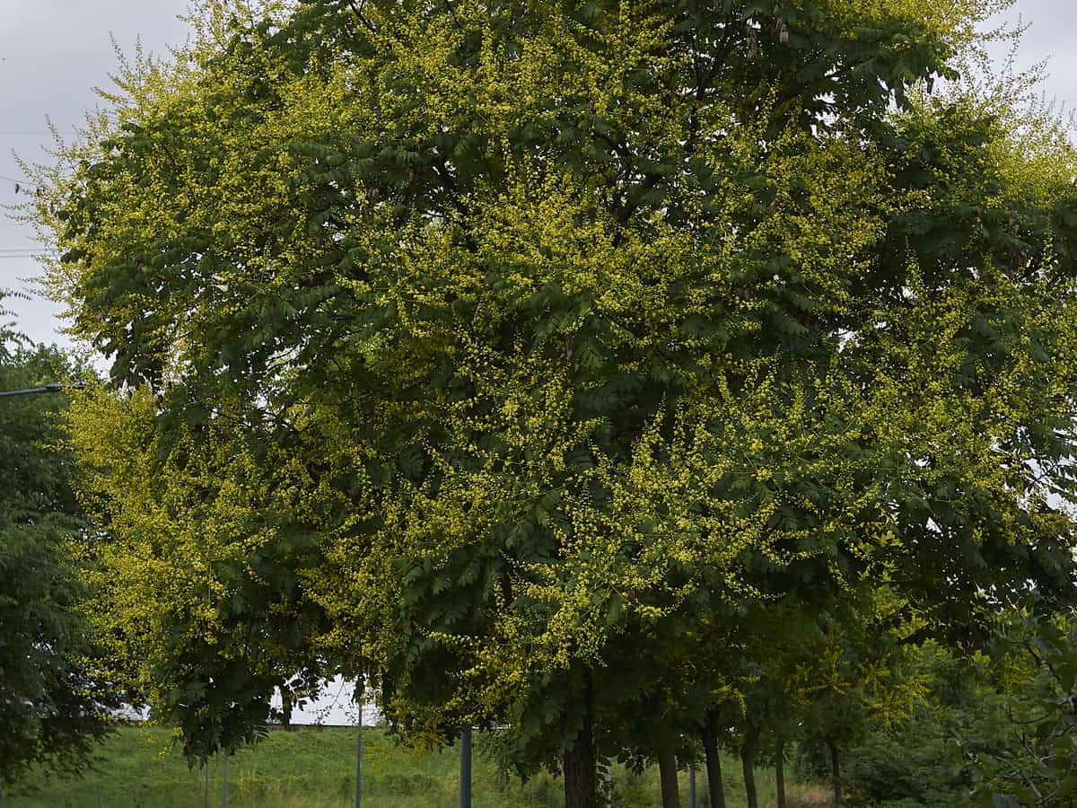 the golden raintree adds color and shade