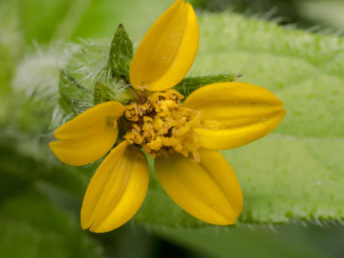 goldenstar is a perennial that is easy to grow in the shade