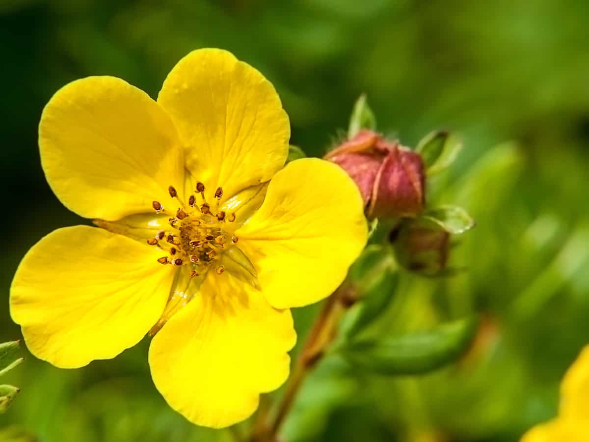 goldfinger potentilla is a colorful bush for the garden