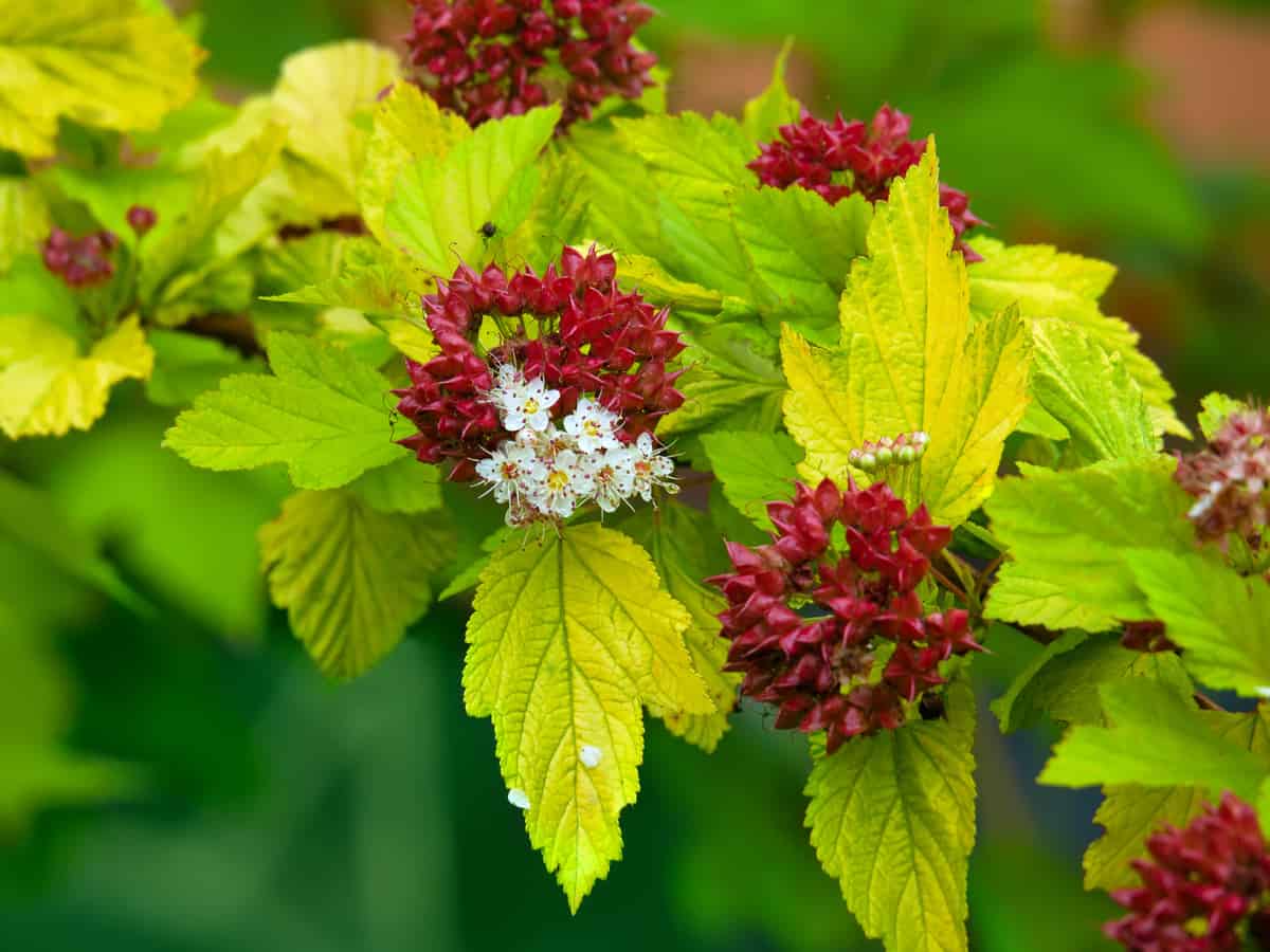 goldflame spirea is a popular dwarf shrub