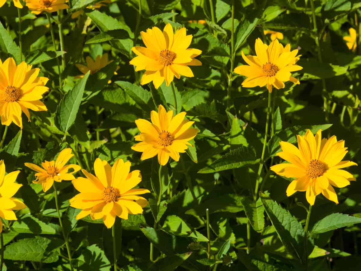 Jerusalem artichoke is a good winter perennial