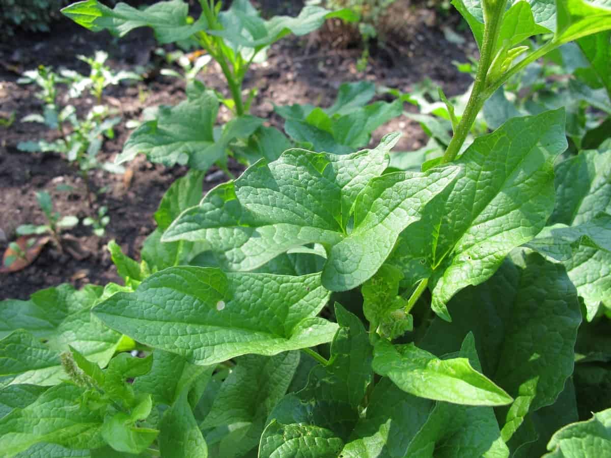 good King Henry is a spinach-like perennial