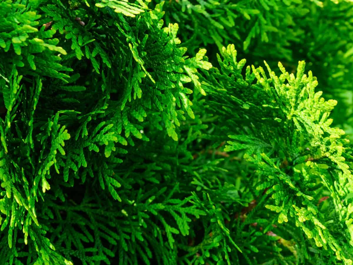 green columnar juniper separates your home from nosy neighbors