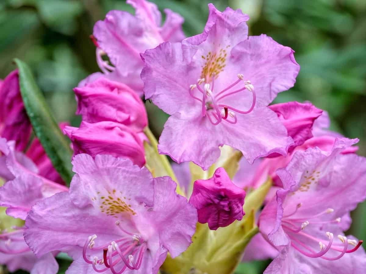 haaga rhododendron - plant it and forget it