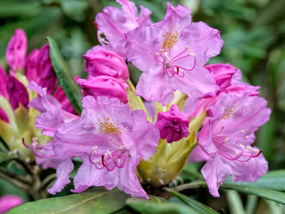Haaga rhododendron has spectacular color