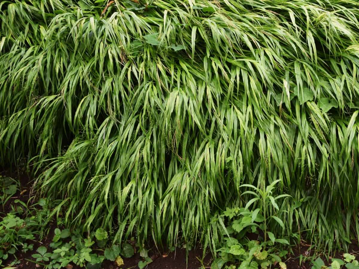 hakone grass is an ornamental perennial with beautiful color