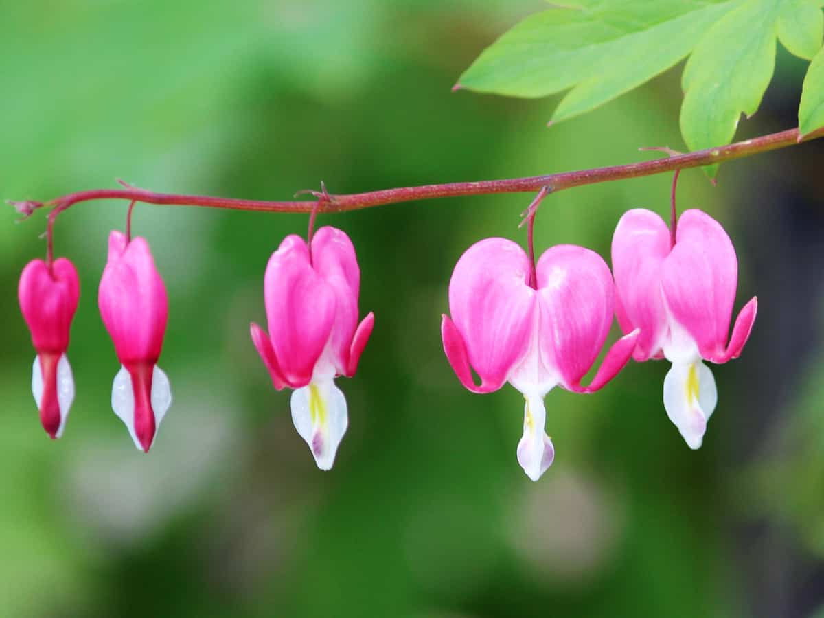 bleeding heart is an easy to care for perennial plant that looks great in any garden