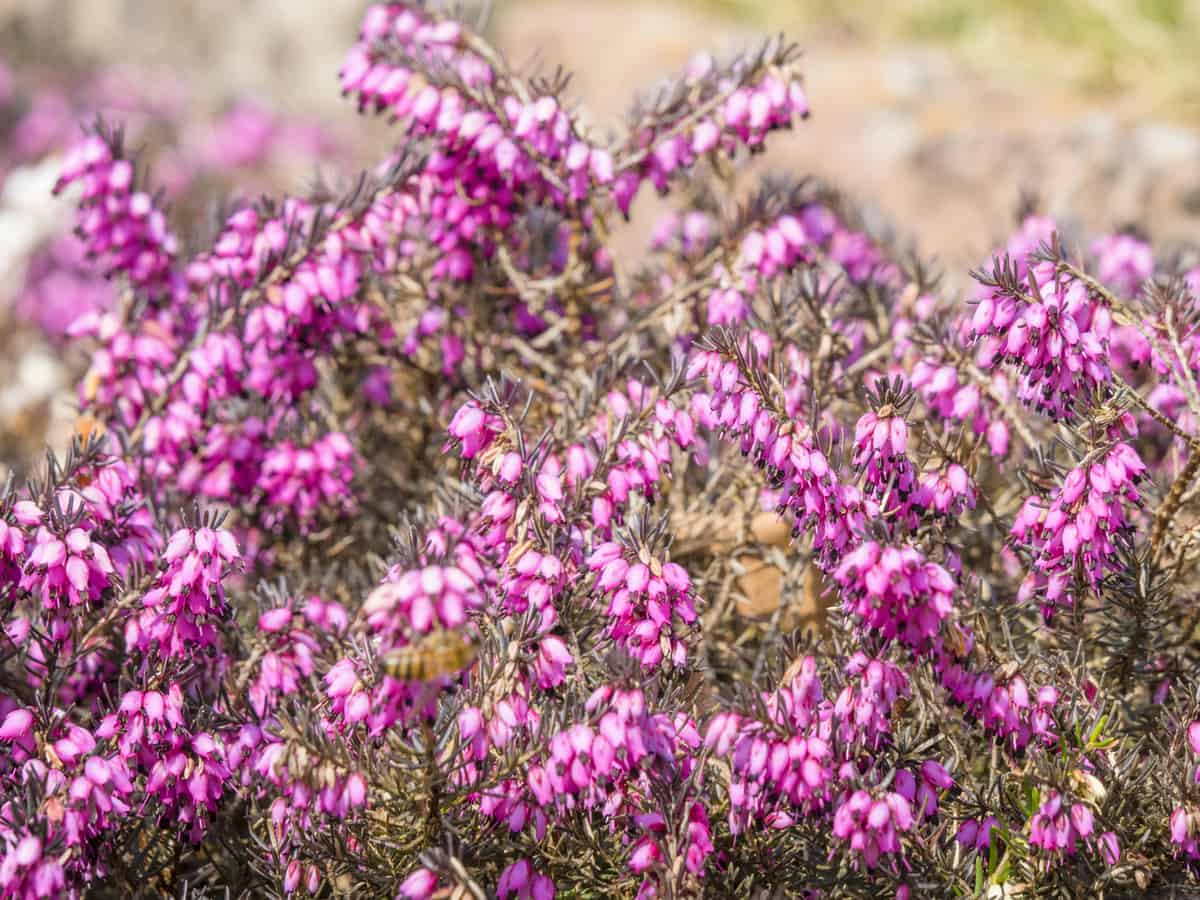 heather is an attractive deer-proof plant