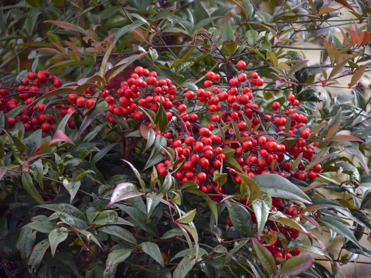 heavenly bamboo is a slow growing shrub