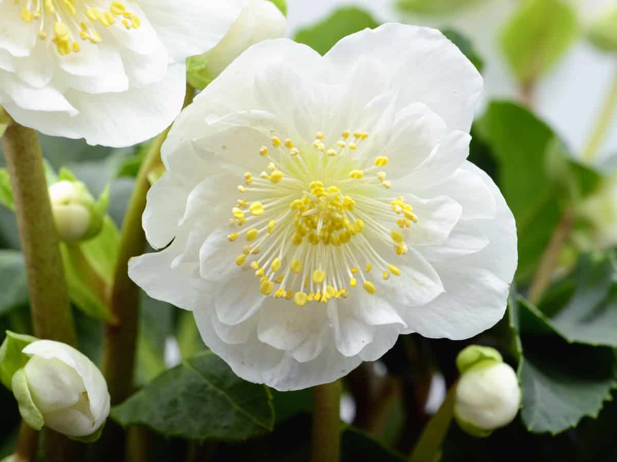 hellebore is an easy to care for perennial