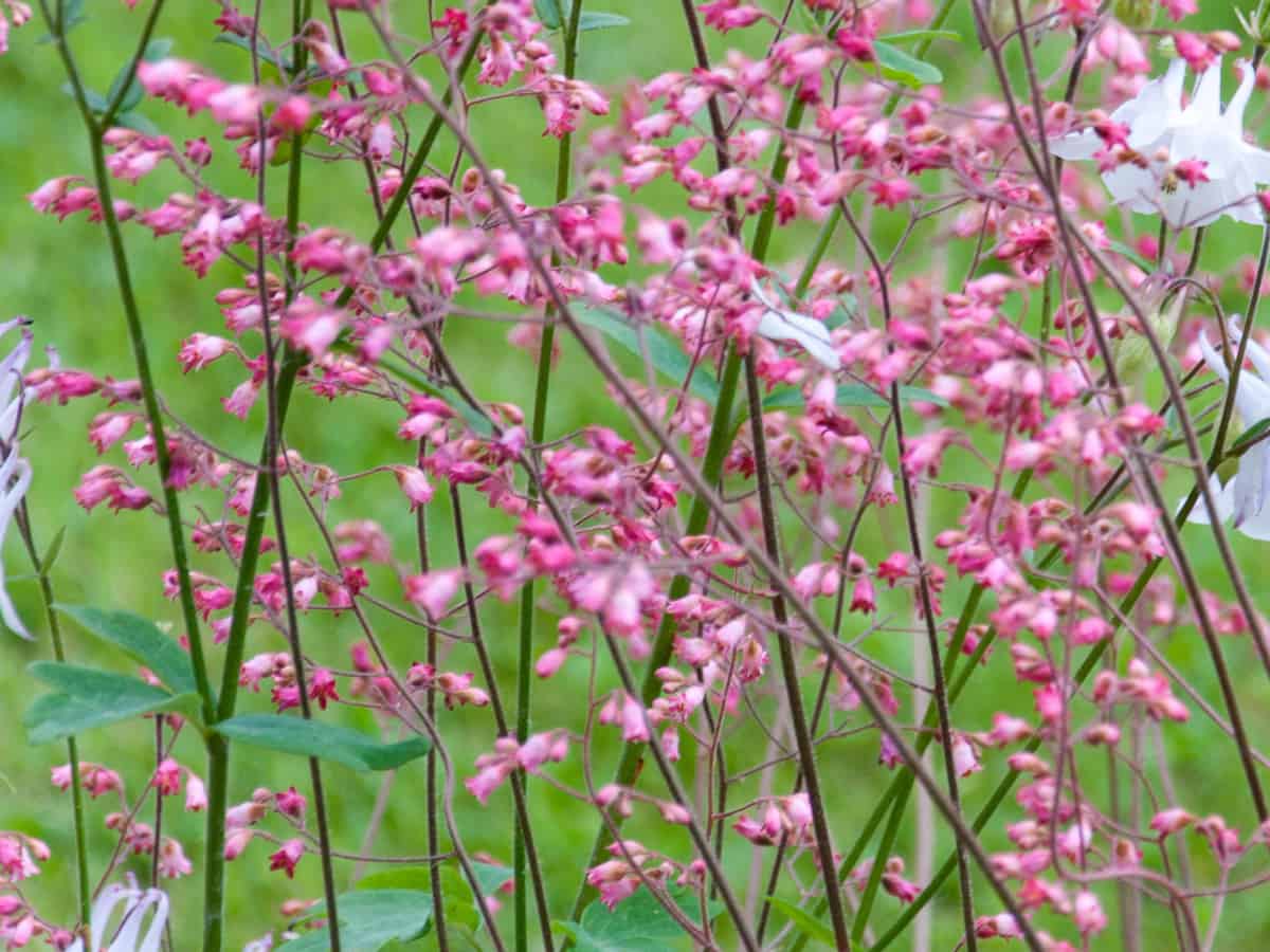 heuchera or coral bells is a low maintenance shade plant