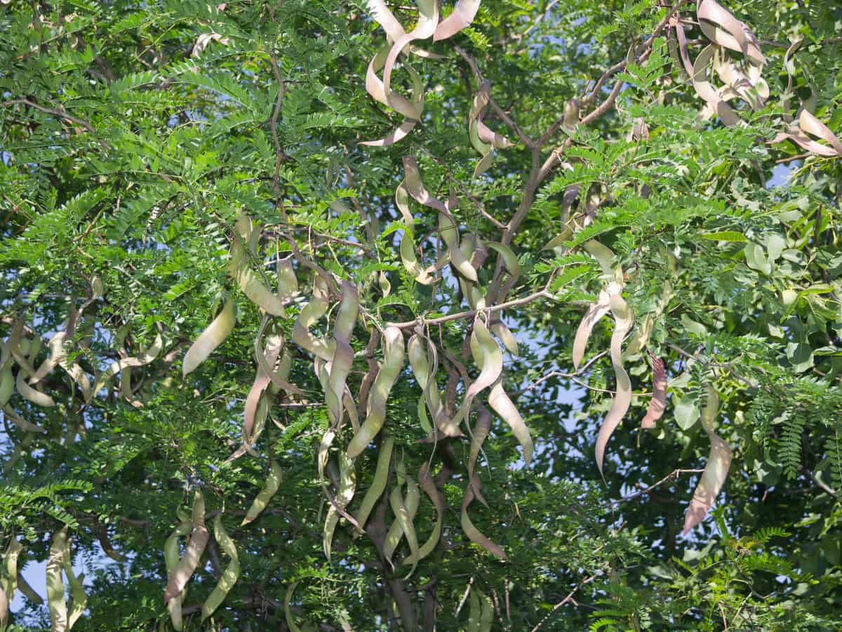 honey locust is a fast growing shade tree that doesn't require a lot of raking