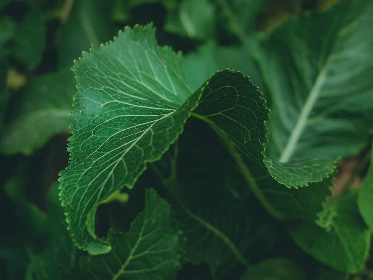 a perennial herb with lots of flavor, the horseradish is easy to grow