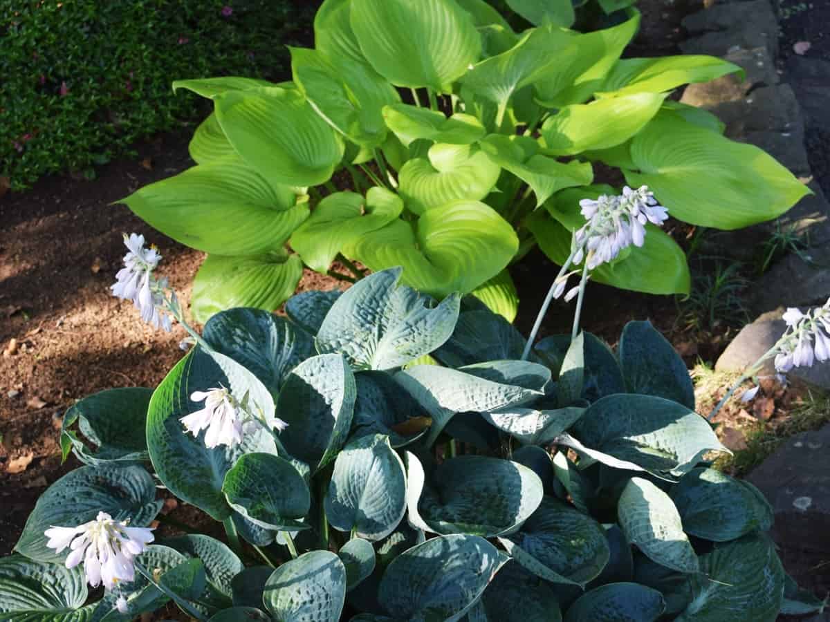 hosta perennials thrive in the shade