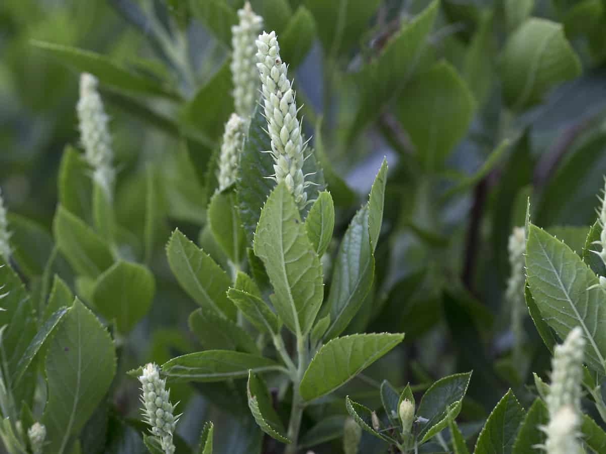 hummingbird summersweet is also known as the coastal sweet pepper bush