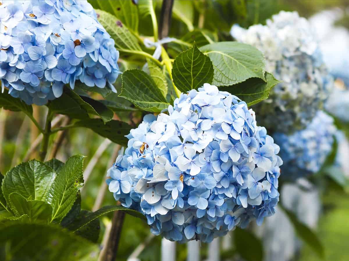 hydrangea is a must-have beautiful flowering shrub for a colorful garden