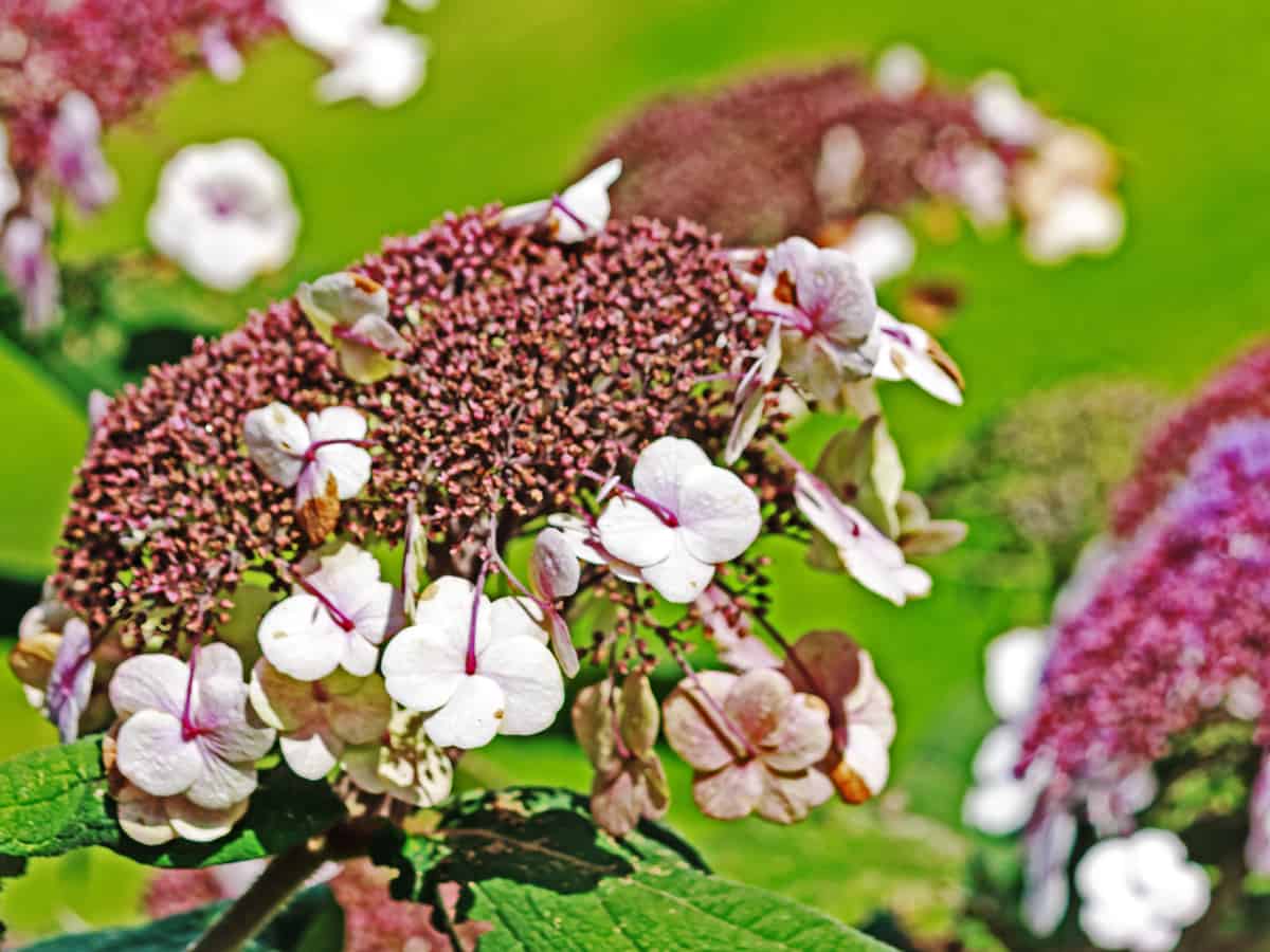 tuff stuff mountain hydrangea - a shrub that does well in all climates