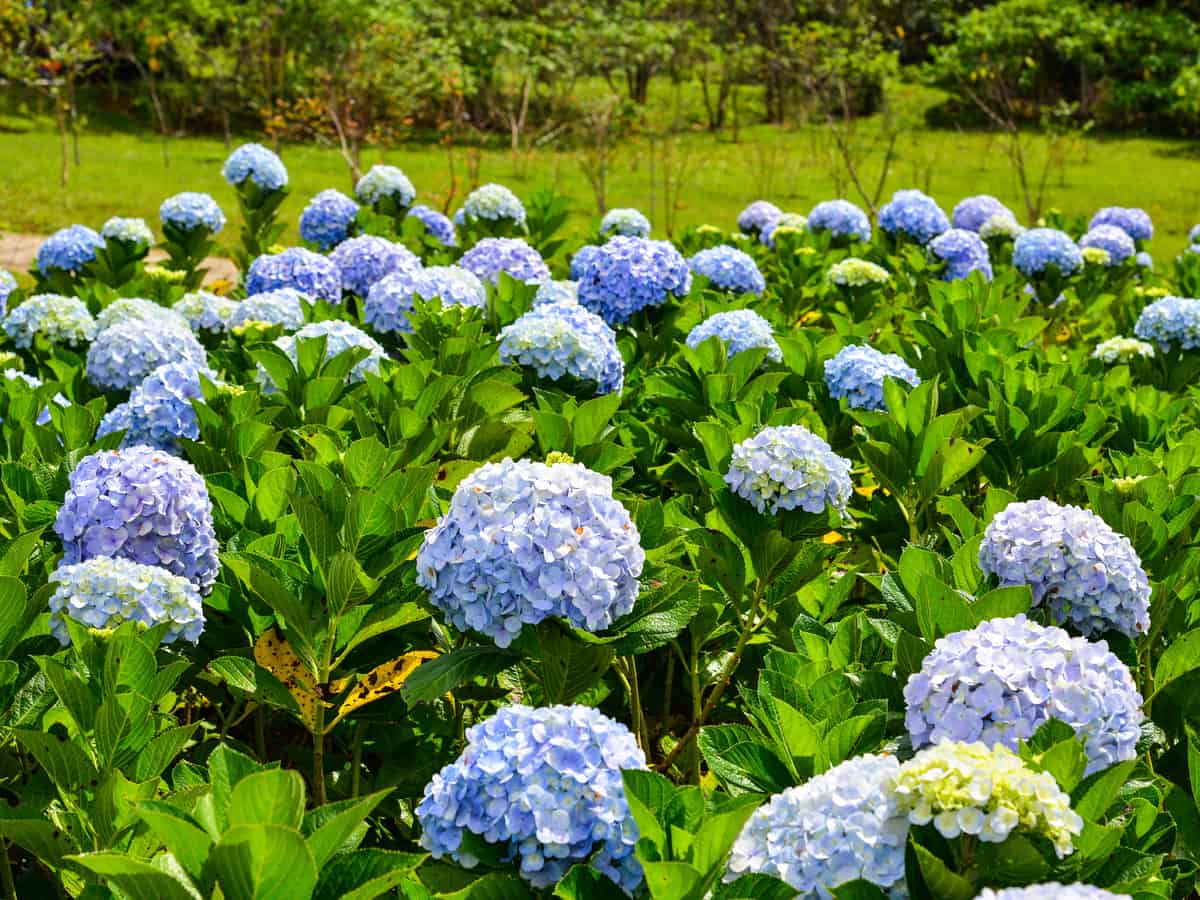 the hydrangea adds beauty to any garden