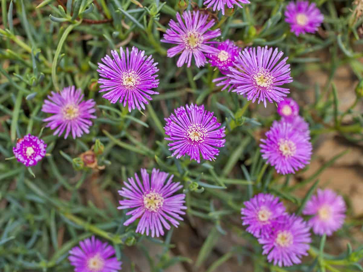 ice plant is an ideal ground cover perennial