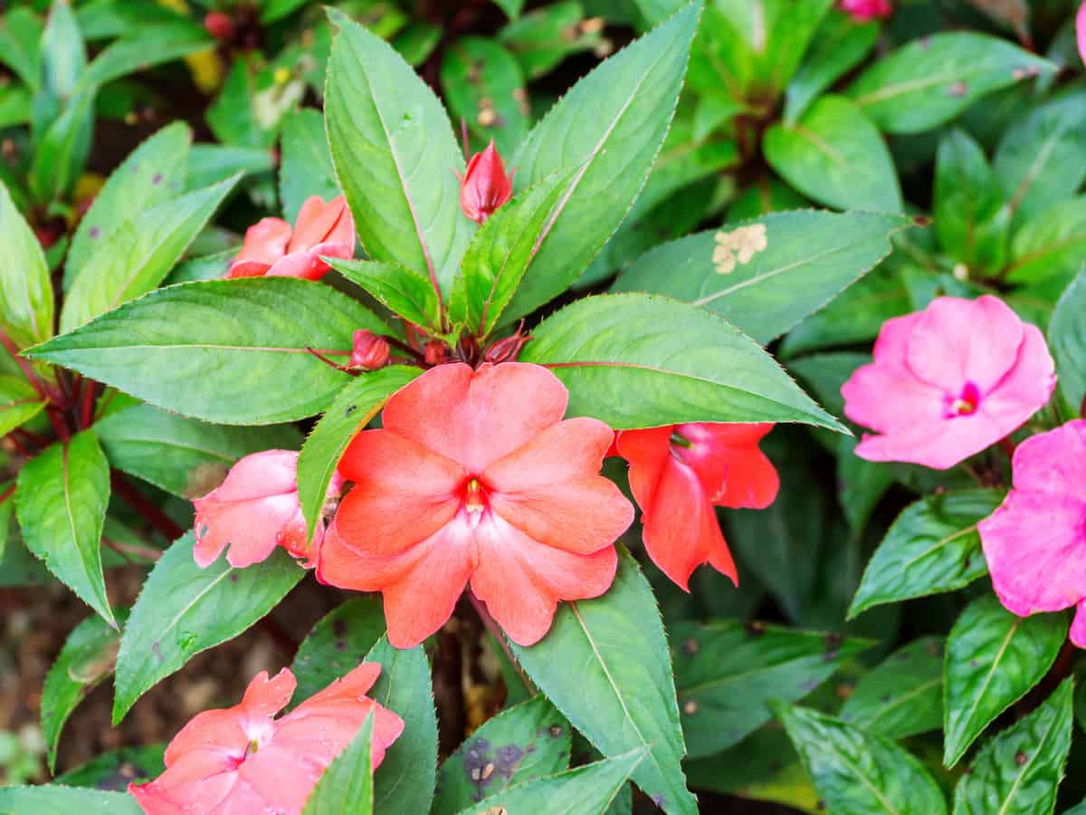 New Guinea impatiens grows well in a pot or in the ground