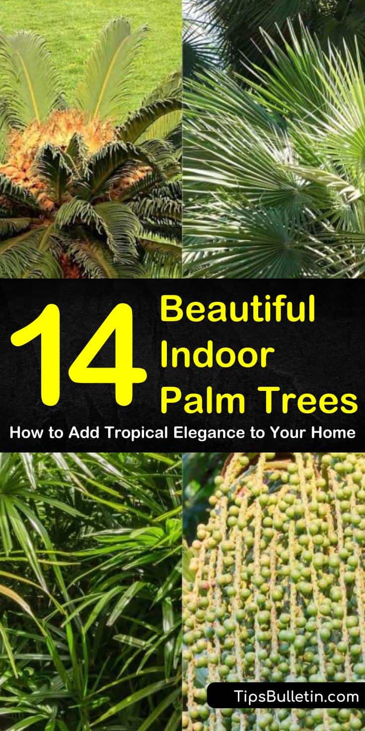 Discover 14 indoor palm trees that are perfect house plants for living rooms and offices. Learn how to grow different types of palms such as lady palms, dates, pygmy, bamboo, and king sago. Know how to utilize them as home decor using a large pot or containers. #palmcare #indoor #palmtree