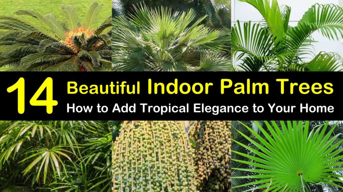 14 beautiful indoor palm trees: how to add tropical elegance to
