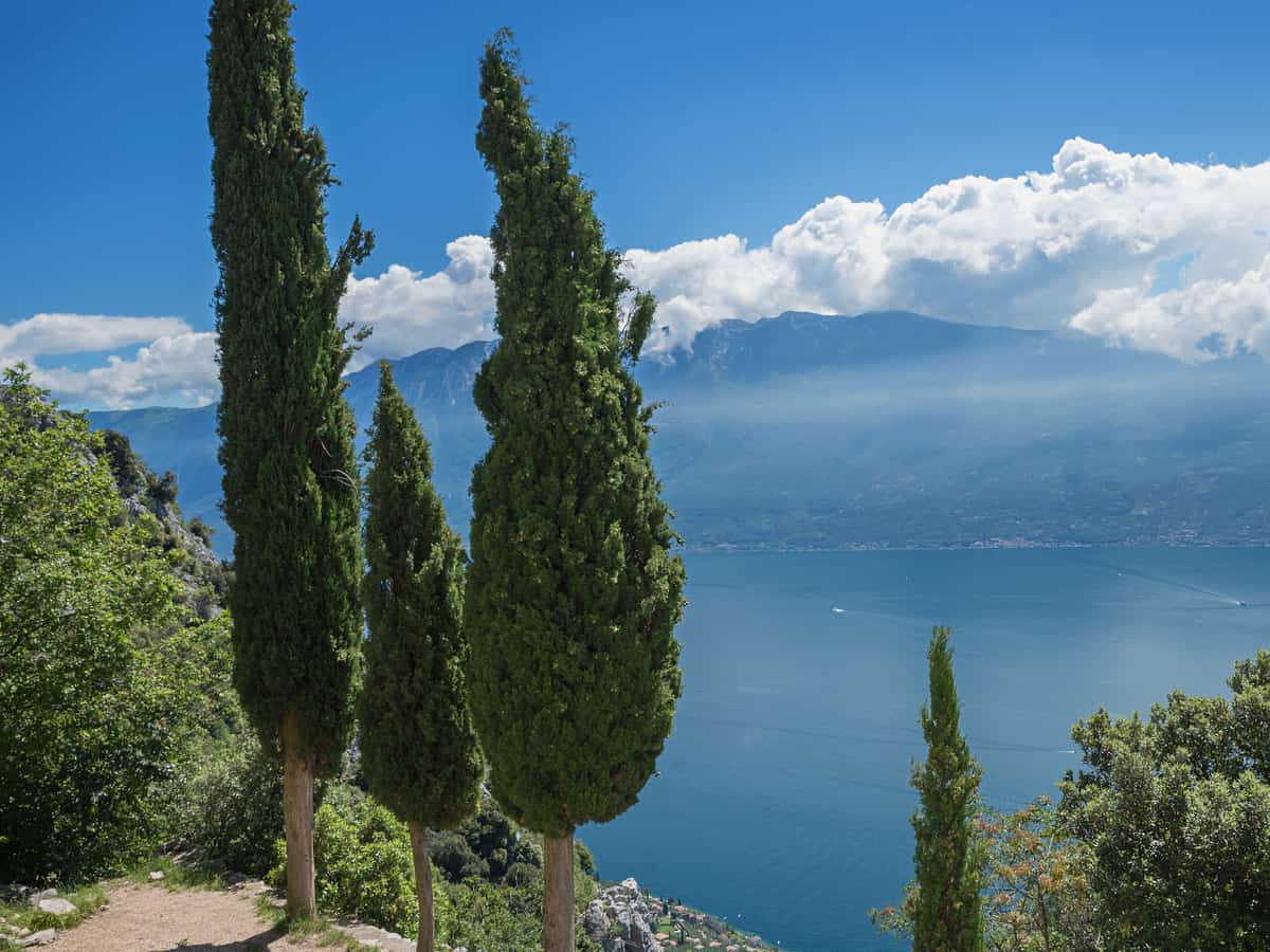 Italian cypress is a slender evergreen