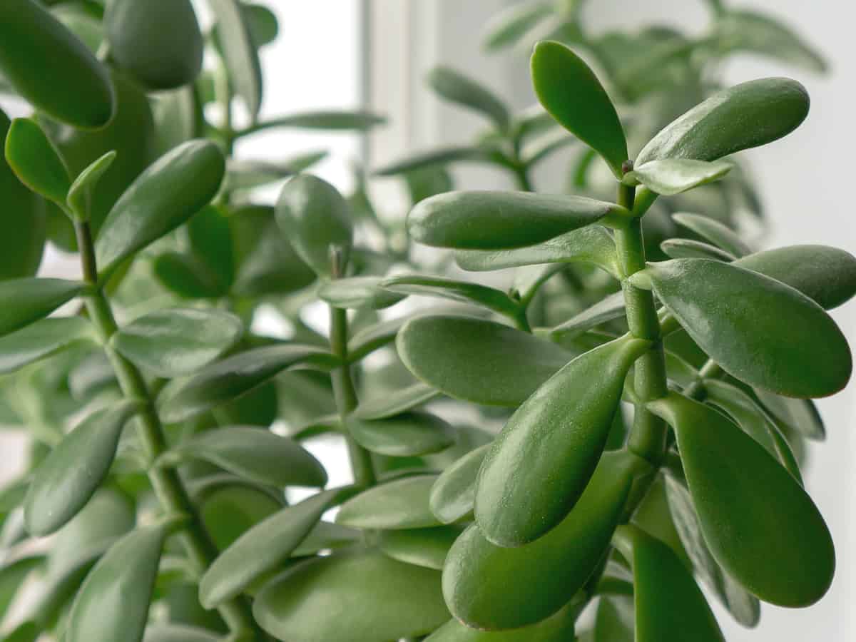 the jade plant or money plant is hard to kill