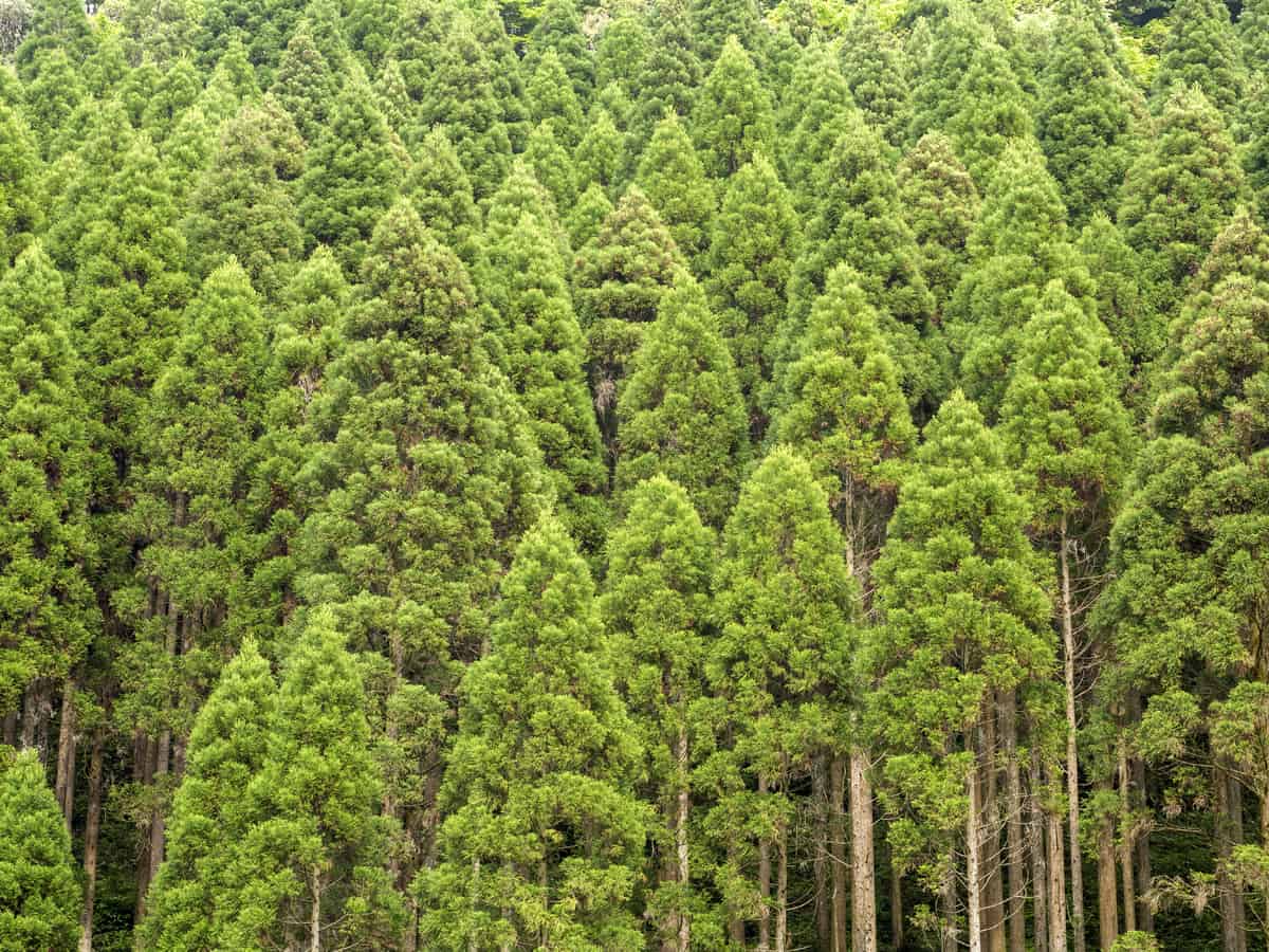 Japanese cedar is a prolific grower, making it ideal for privacy