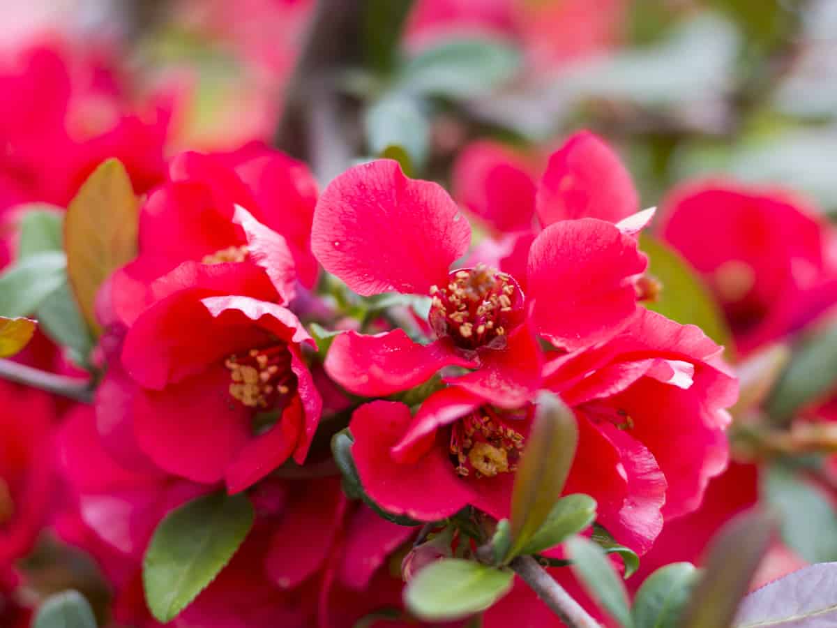 Japanese flowering quince adds beauty to a colorful garden