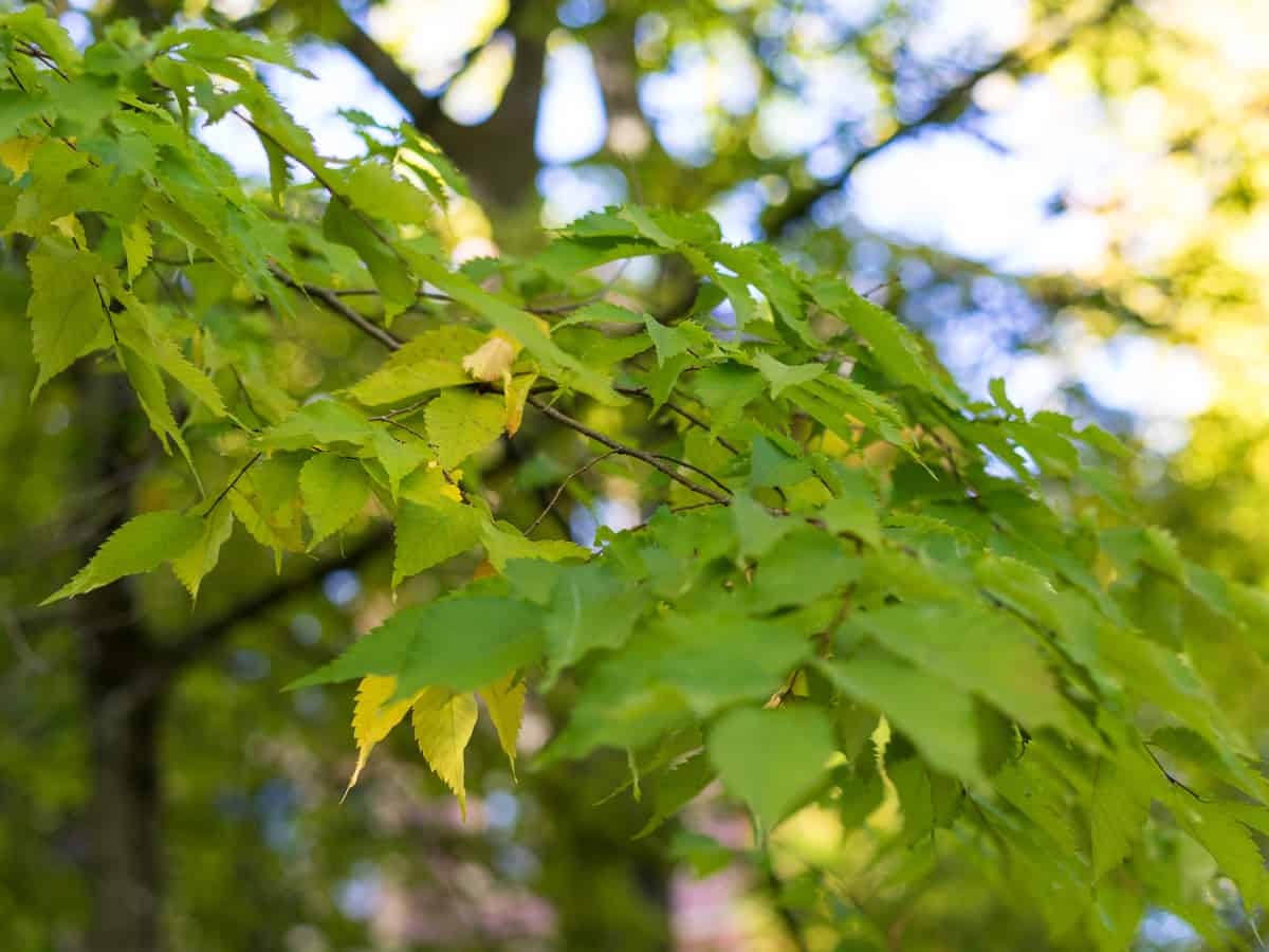 Japanese zelcova is a tree that provides ample shade