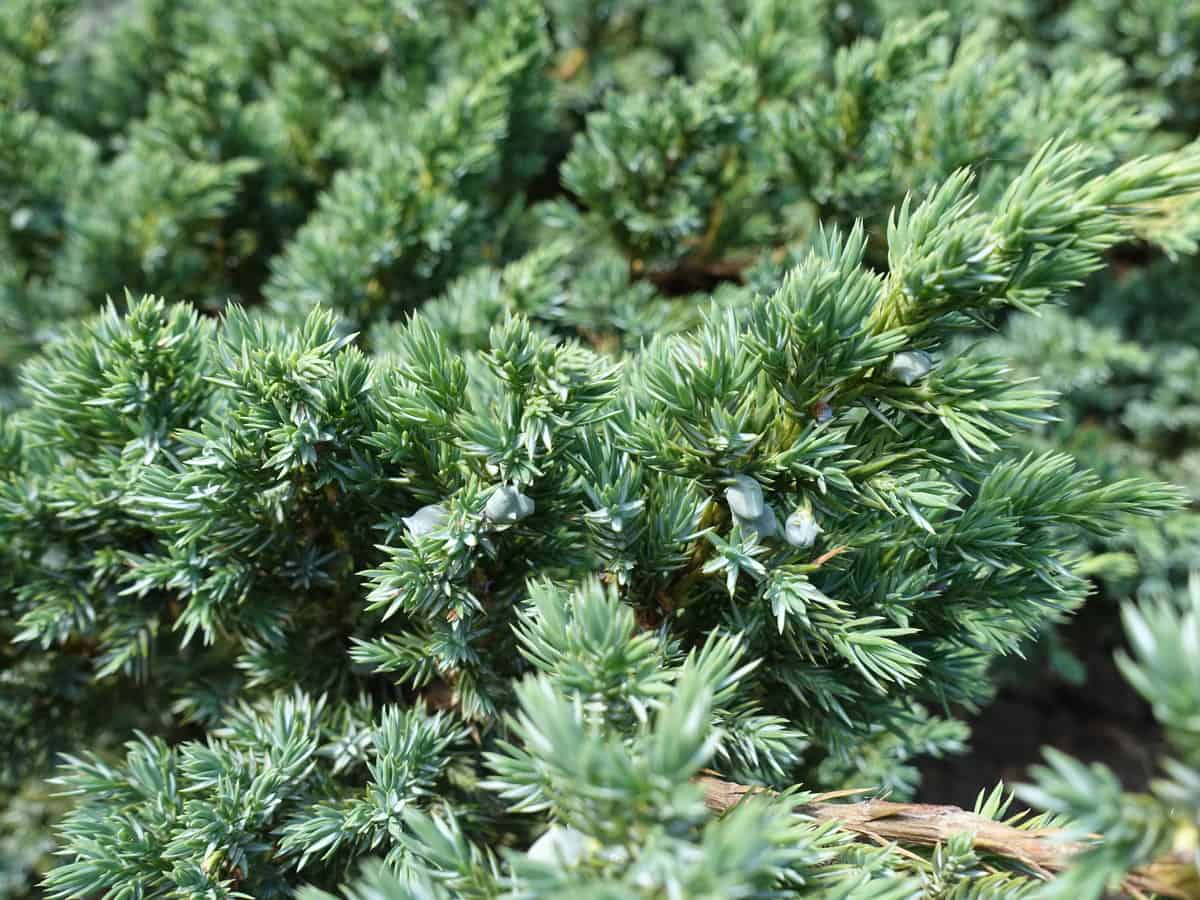 flaky juniper has silver-blue foliage