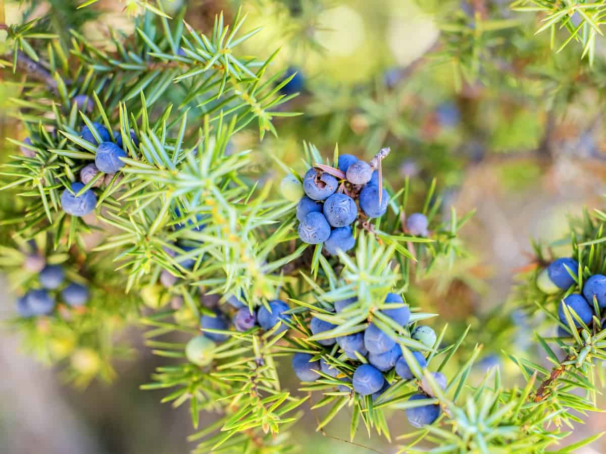 the juniper shrub cleans the air