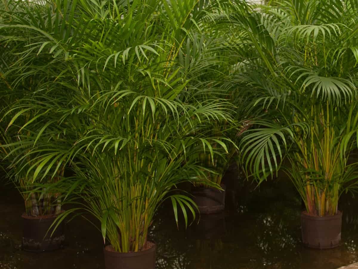 Kentia palm grows slowly in bright light