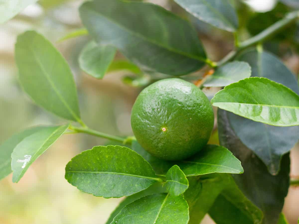 key lime is a beautiful dwarf citrus plant