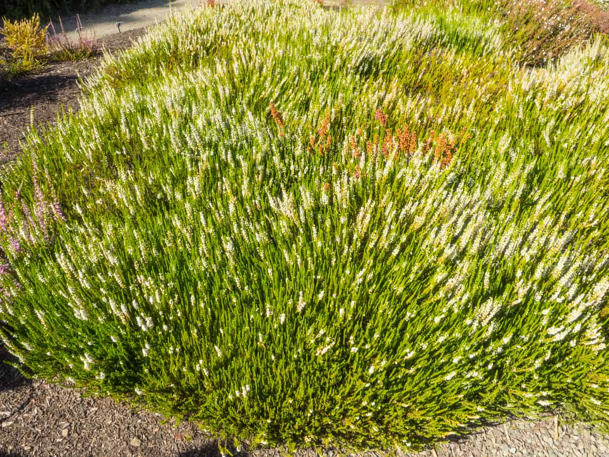 Kramer's red winter heath is a vibrant mounding evergreen bush