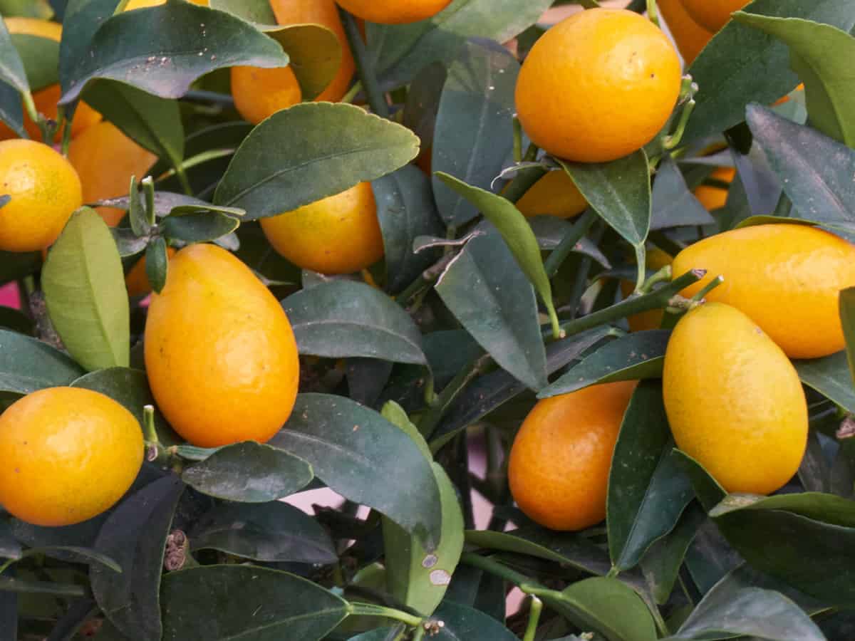 kumquat - the perfect dwarf citrus tree