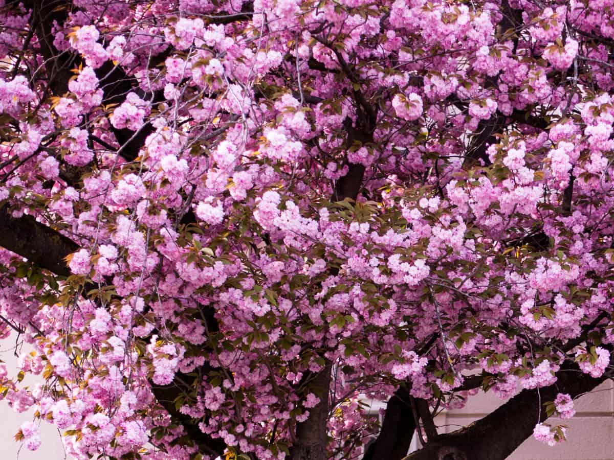 Kwanzan cherry blossom is a beautiful flowering tree